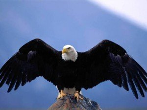 bald-eagle